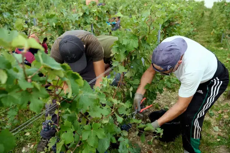 vendanges-cueillette